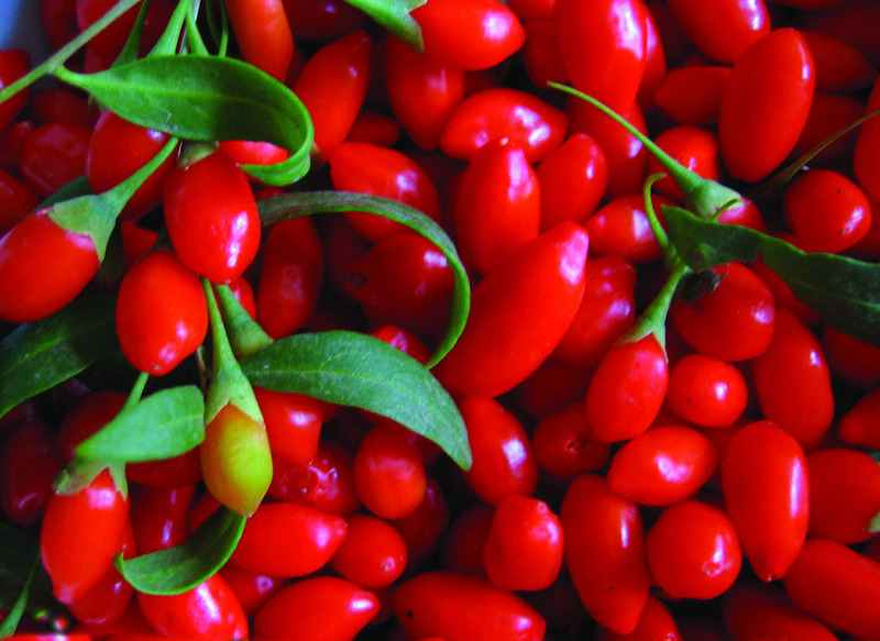 content_ningxia-goji-red-berry.jpg