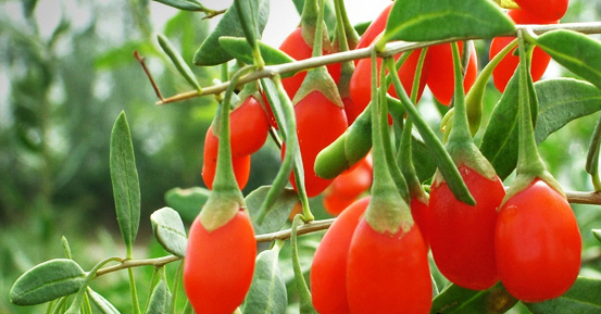 goji2.jpg